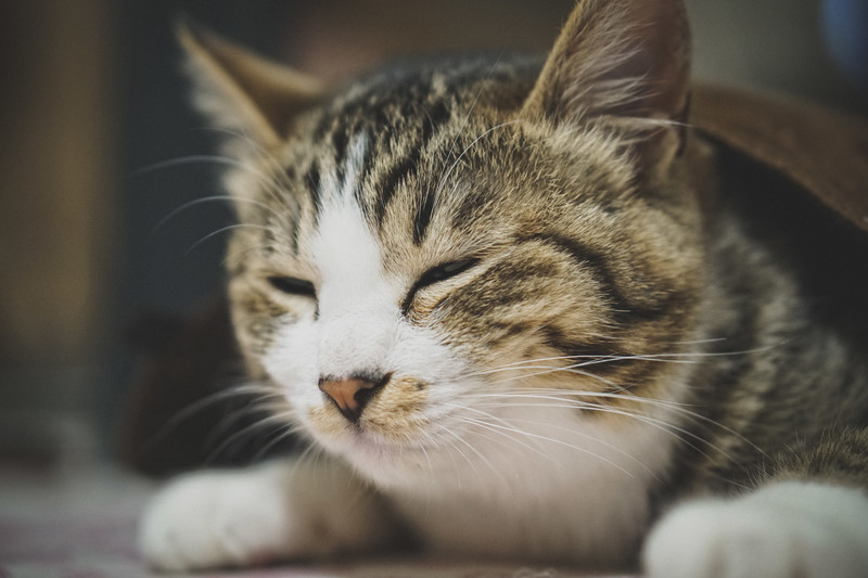 会社の上司が猫にすり替わったら、世界が平和になってブラック企業も無くなるかも!?
